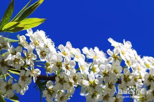 繡線菊怎么養(yǎng)護(hù)最合適呢？