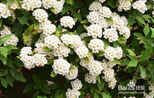 繡線菊怎么養(yǎng)護(hù)最合適呢？