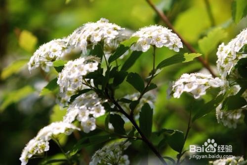 繡線菊怎么養(yǎng)護(hù)最合適呢？