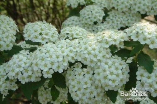 繡線菊怎么養(yǎng)護(hù)最合適呢？