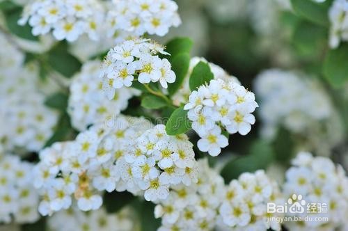 繡線菊怎么養(yǎng)護(hù)最合適呢？
