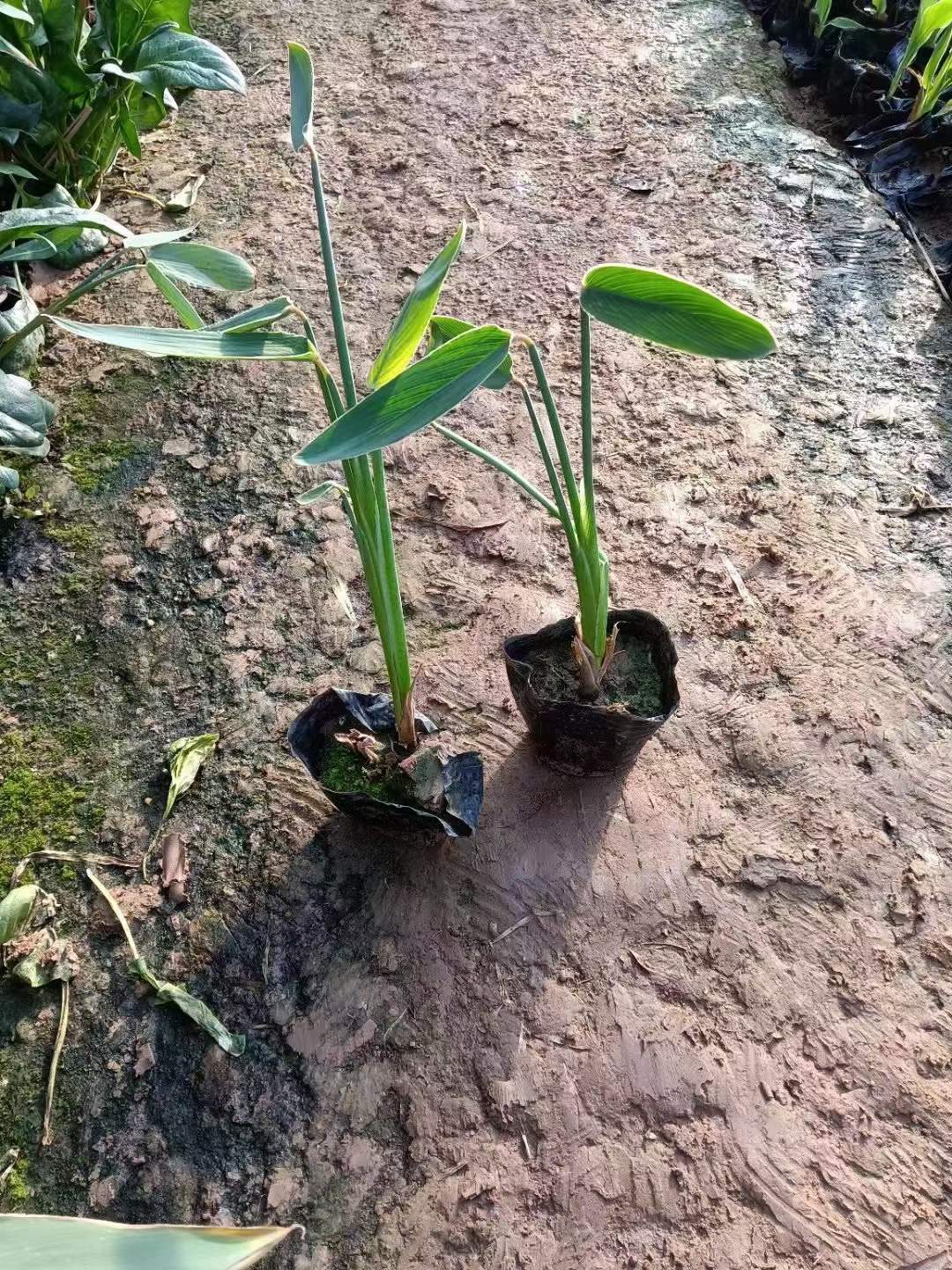 水生植物再力花袋苗盆栽容器苗