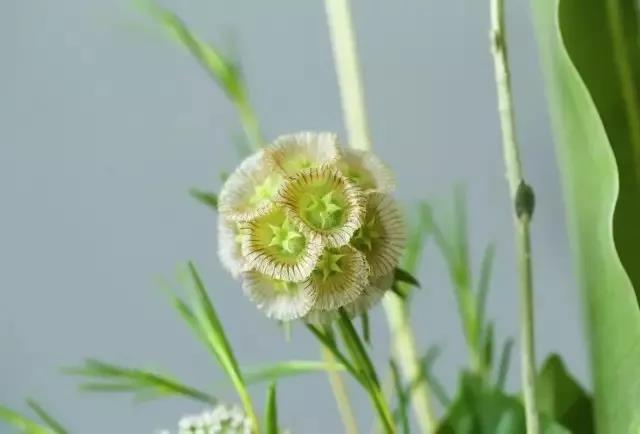 輪峰菊的形態(tài)特征、生長習性及種植方法