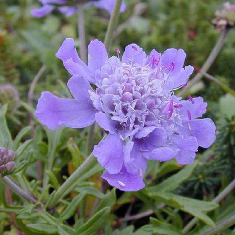 輪峰菊的形態(tài)特征、生長習性及種植方法