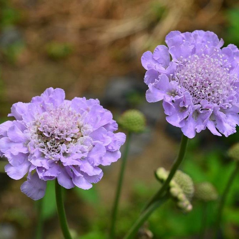 輪峰菊的形態(tài)特征、生長習性及種植方法